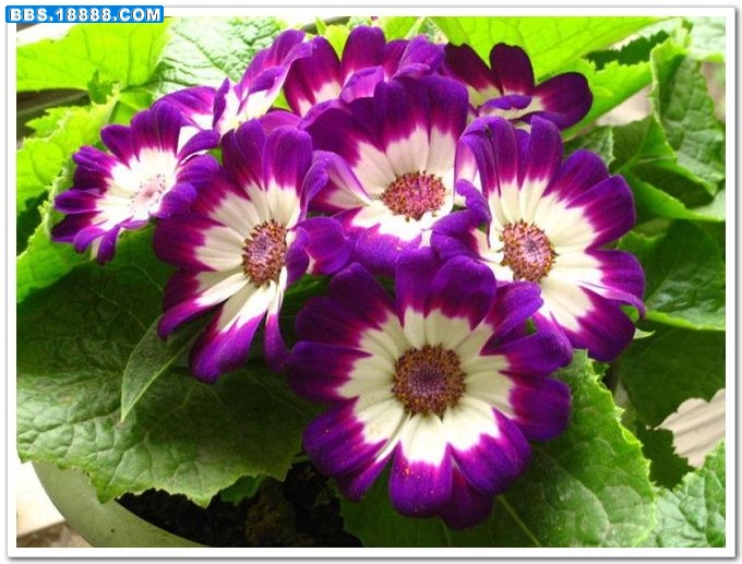 瓜叶菊.jpg