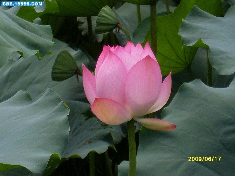 SL380087.JPG