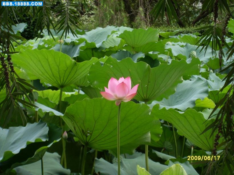 SL380075.JPG