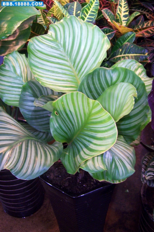 100_6178.jpg