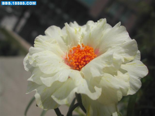 DSCN5658 (小型).JPG