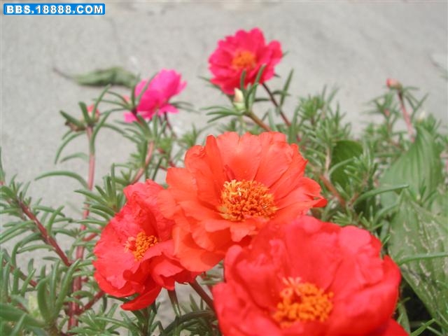DSCN5694 (小型).JPG