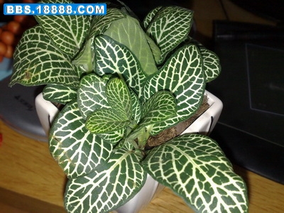 20090629240.jpg