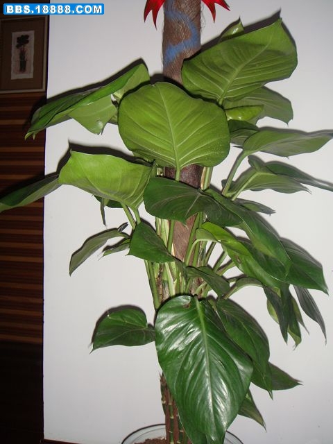 DSC00550.JPG