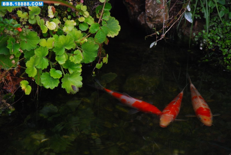DSC_0561.jpg