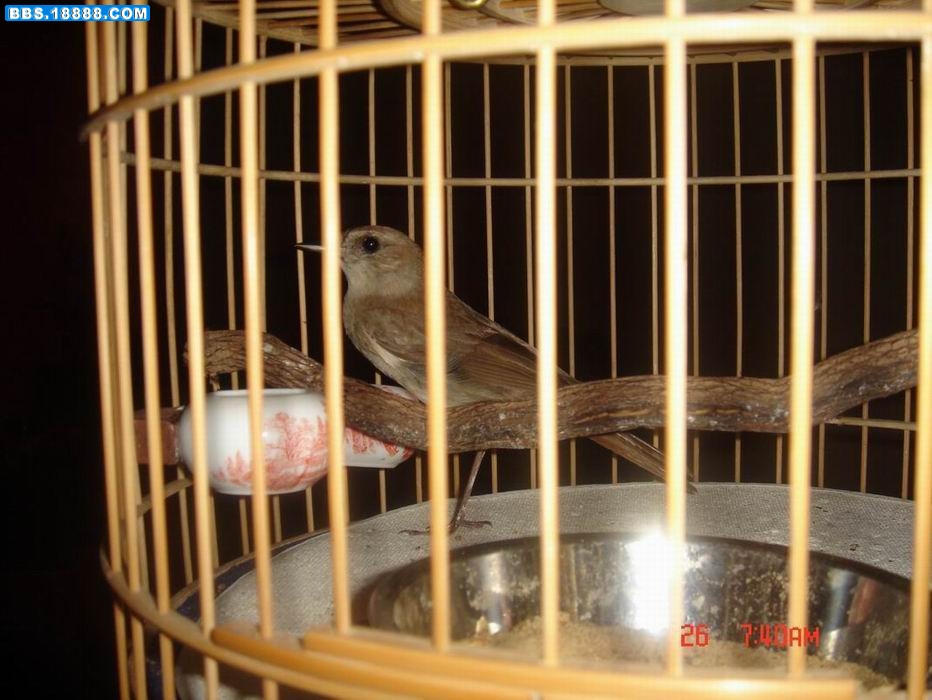 新疆歌鸲2.jpg