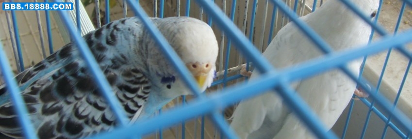 还拍！我老公可是鱼鳞隐派.jpg