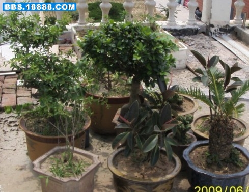 花草 1.jpg