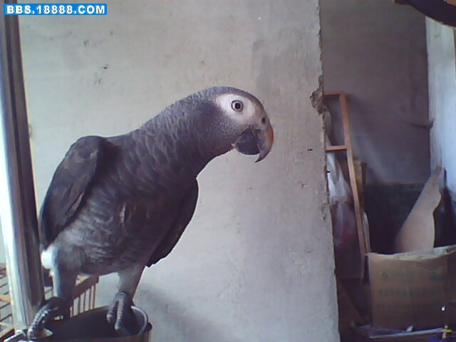 IMG0189A.jpg