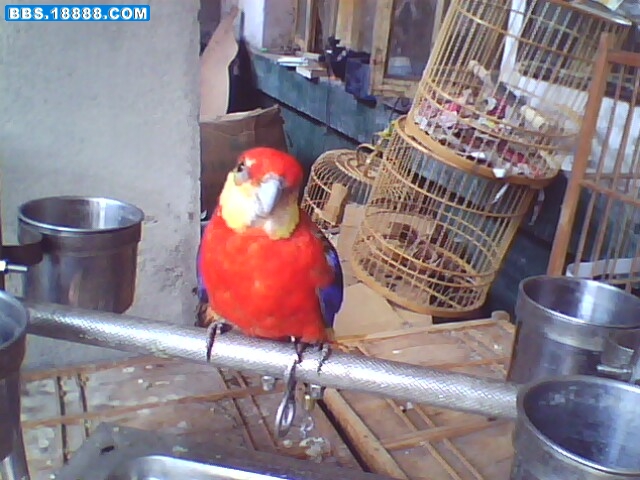 IMG0186A.jpg