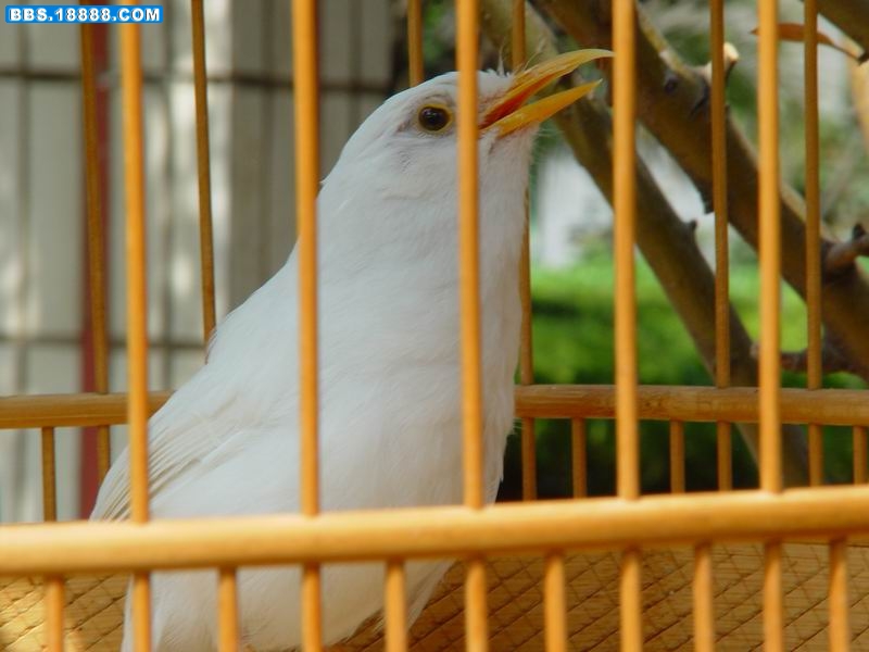 调整大小 DSC03700.JPG