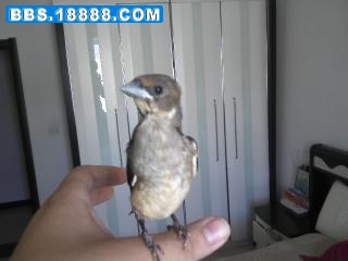 20090621152228.jpg