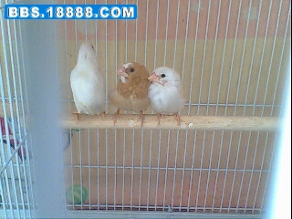 IMG0234A.jpg