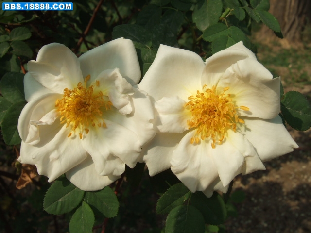 DSCF3941.JPG
