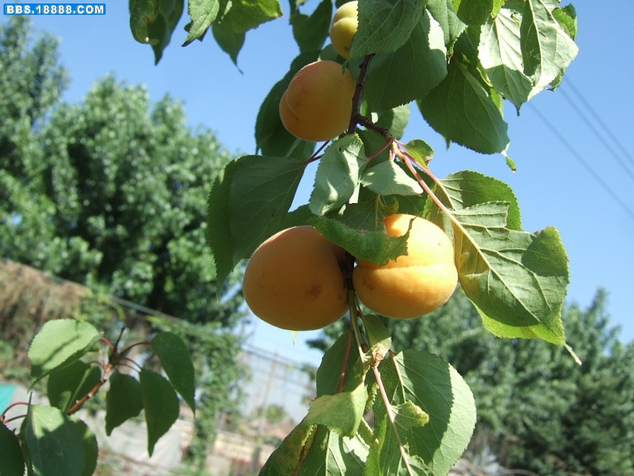 img006.jpg