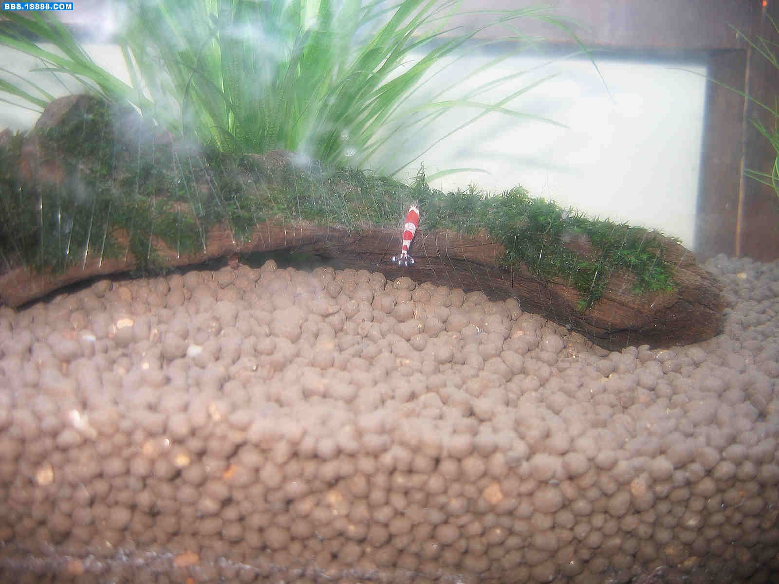 水晶虾2.jpg