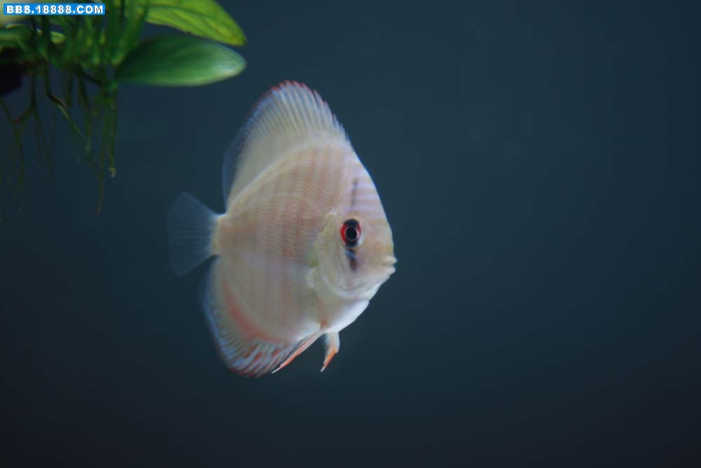 测试 994.jpg