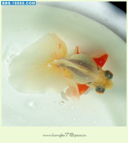 090510鱼002.jpg