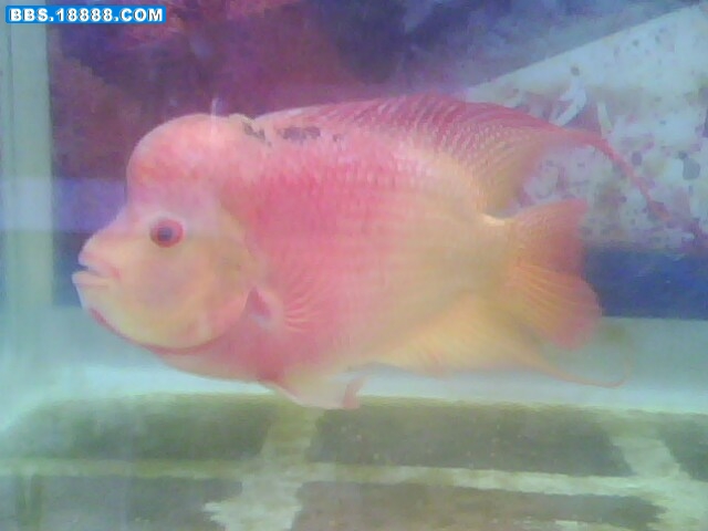 IMG0038A.jpg