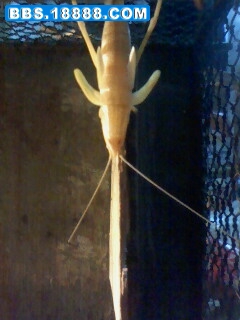 IMG0600A.jpg