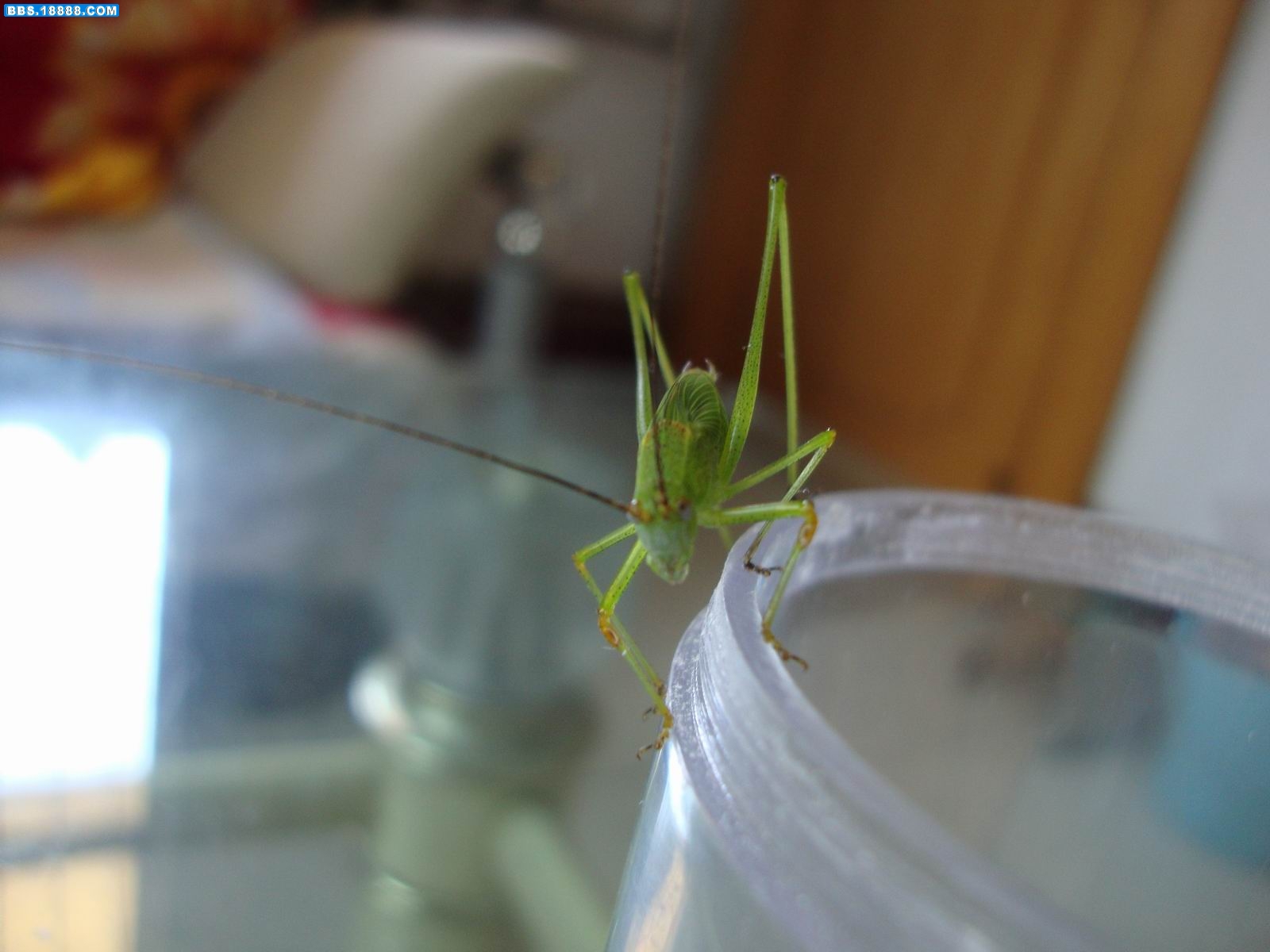 DSC00818.JPG