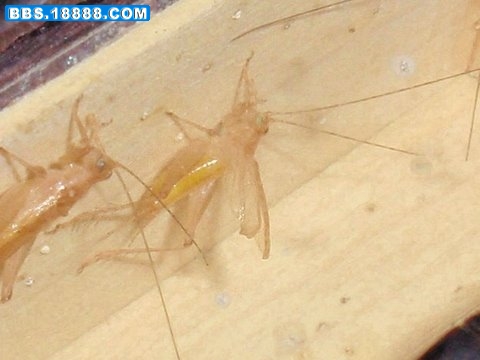 小黄蛉60-65.JPG