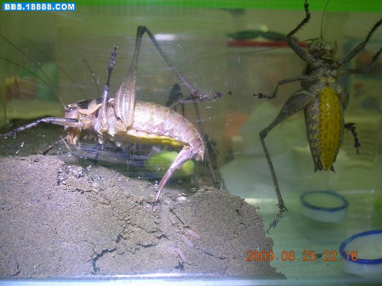 DSCN6098.jpg