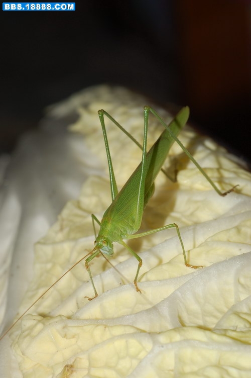 DSC_0016.JPG
