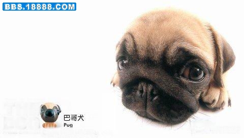 巴哥犬.jpg
