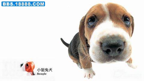 小猎兔犬.jpg
