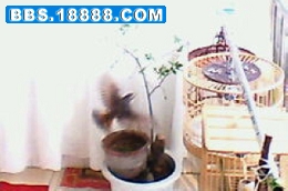 IMG0033A.jpg