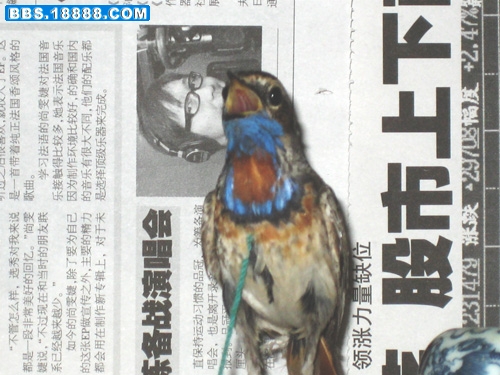 春蓝07- 05.jpg