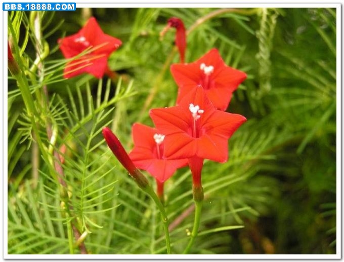 茑萝(五角星花).jpg