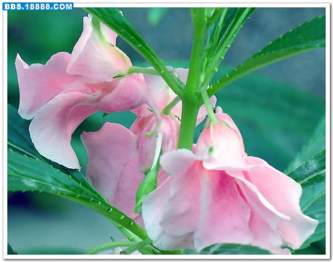 凤仙花.jpg