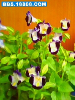 IMG0022A.jpg