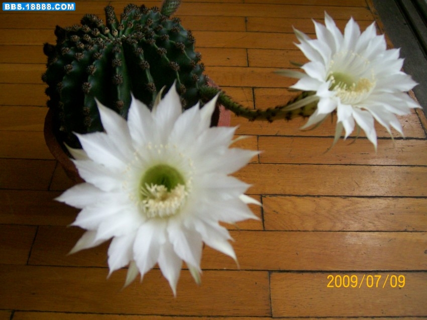 100_2716_conew1.JPG