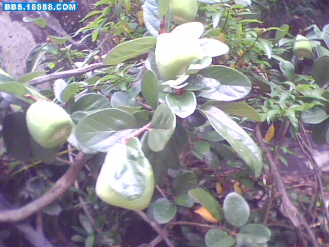 IMG0067A.jpg