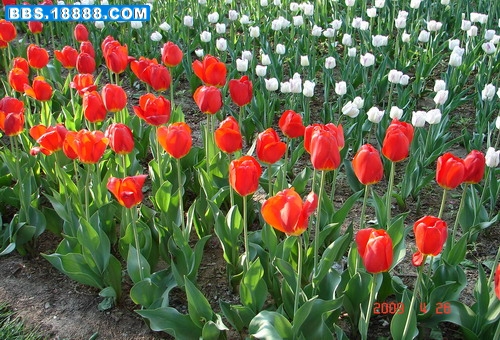 DSC08875_缩小大小.JPG