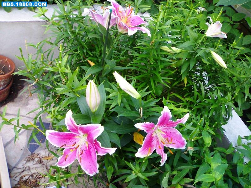 20090707227.jpg