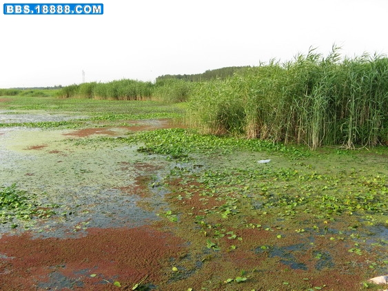 泗河 155.jpg