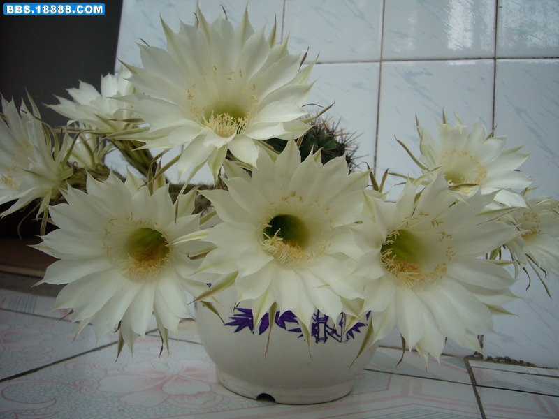 P1040073_缩小大小.JPG