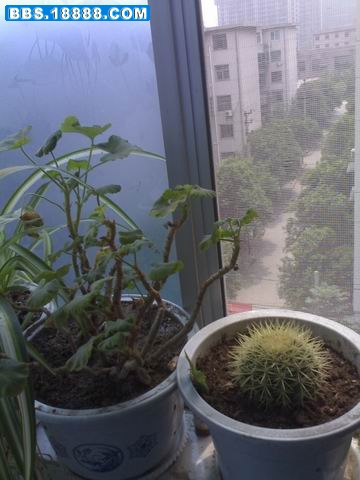 20090721290.jpg