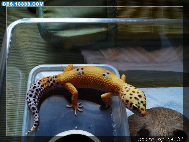 2009-6-25怀孕母.JPG
