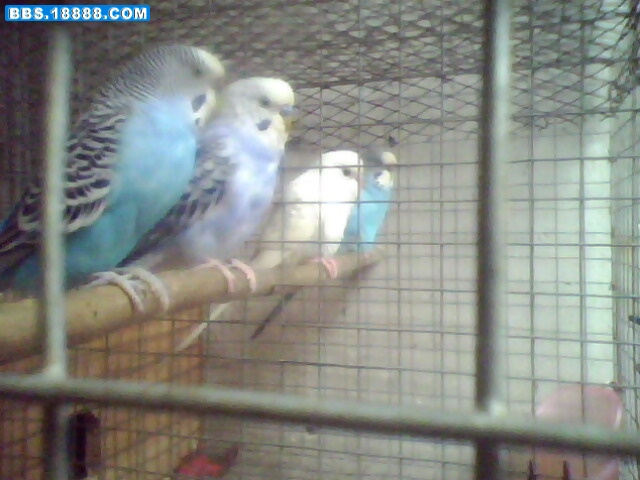 IMG0833A.jpg