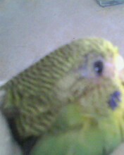 IMG0312A.jpg