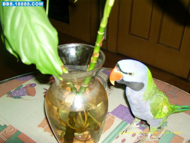 大非7.JPG