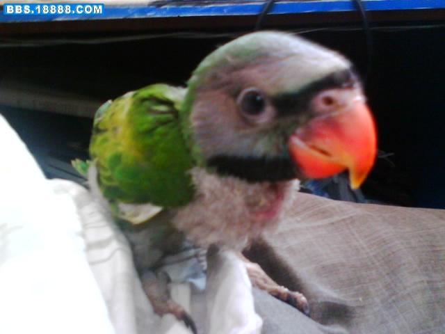 IMG0033B.jpg