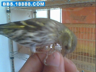 IMG0316A.jpg