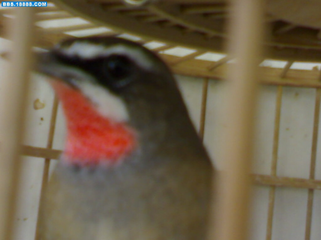 20090401361.jpg