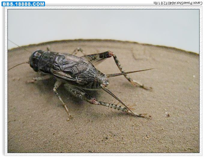 nEO_IMG_照片 006.jpg